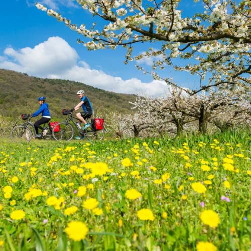 Spring blooming on the Rhone Cycle way in France