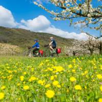 Spring blooming on the Rhone Cycle way in France