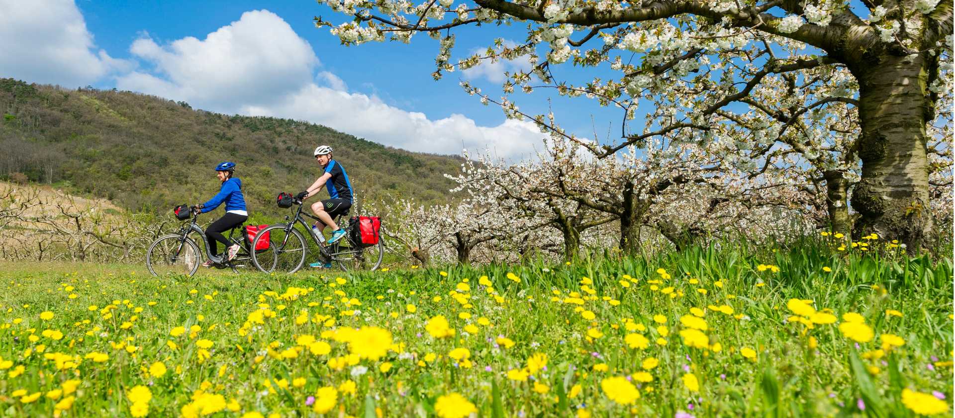 Spring blooming on the Rhone Cycle way in France