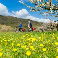 Spring blooming on the Rhone Cycle way in France