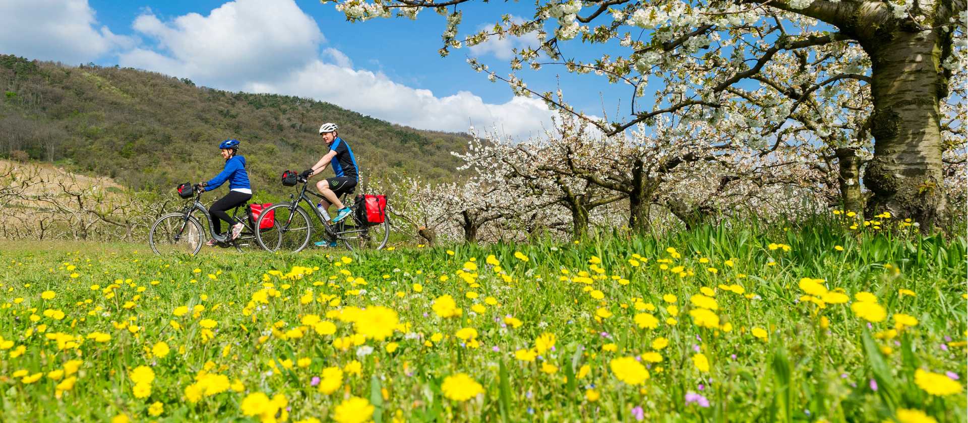 Spring blooming on the Rhone Cycle way in France