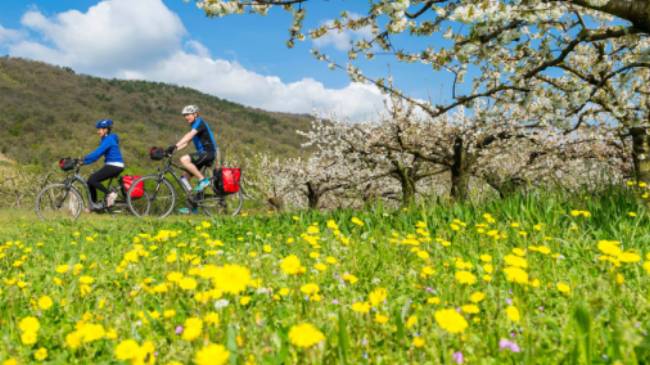 Spring blooming on the Rhone Cycle way in France