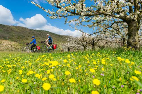 Spring blooming on the Rhone Cycle way in France