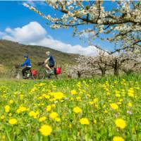 Spring blooming on the Rhone Cycle way in France