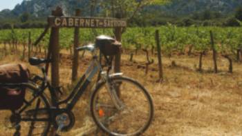Vineyard in Provence, France | Kate Baker
