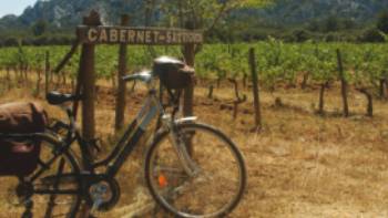 Vineyard in Provence, France,Kate Baker
Vineyard in Provence, France