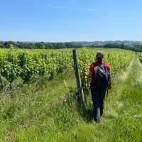 Highlights from walking among the vineyards of Bordeaux | Tali Emdin