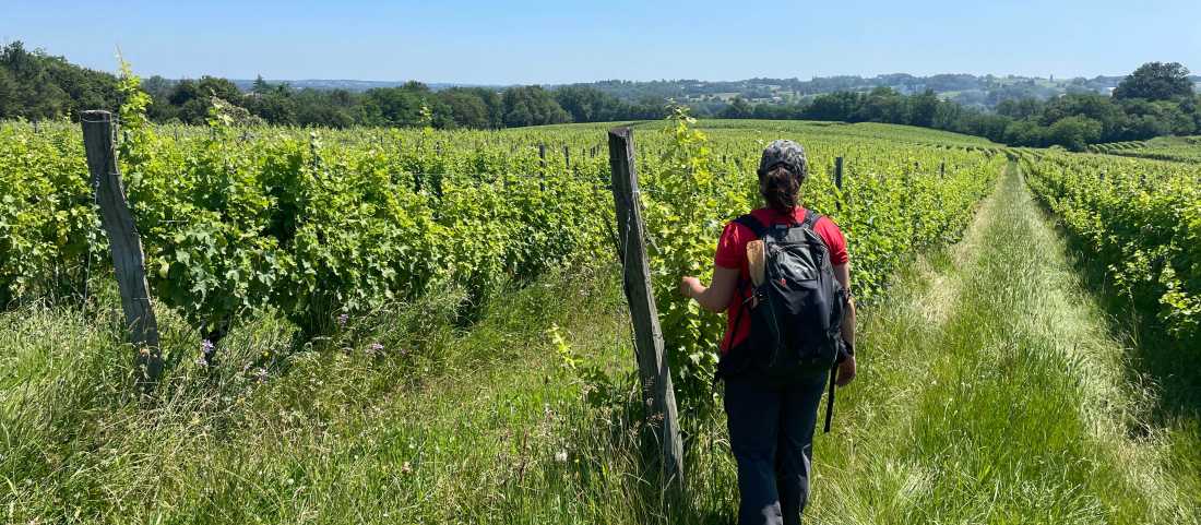 Highlights from walking among the vineyards of Bordeaux |  Tali Emdin