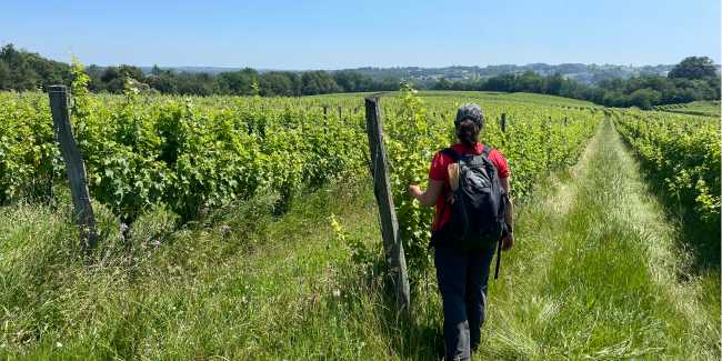 Highlights from walking among the vineyards of Bordeaux