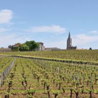 Vineyards of Bordeaux, France | Deb Wilkinson