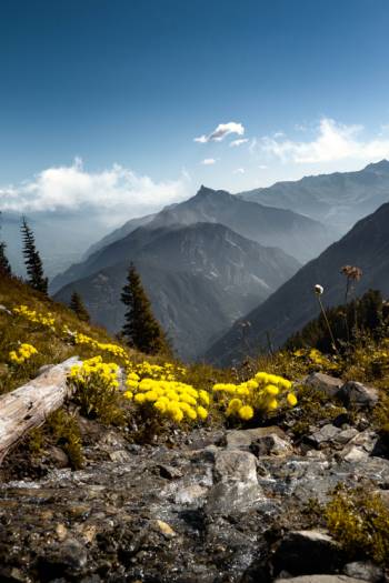 Wildflowers on the Tour du Mont Blanc |  <i>Taskin Bora Koç</i>