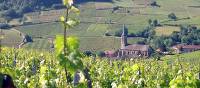 Vineyard in Burgundy