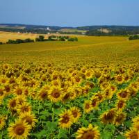 Fields of sunflowers in northern Burgundy
