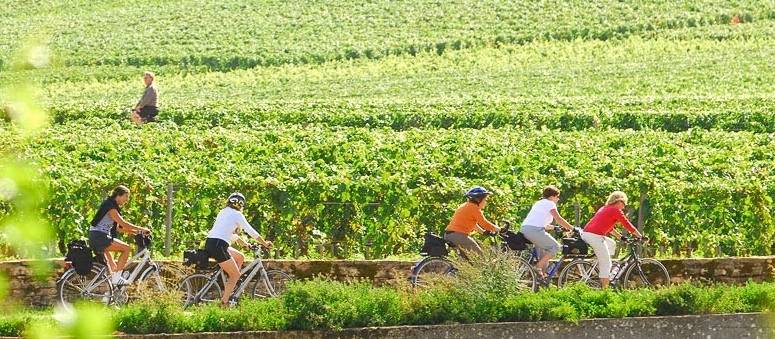 Cycling through the vineyards in northern Burgundy