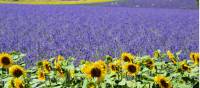 Lavender fields in Provence with sunflowers in the foreground