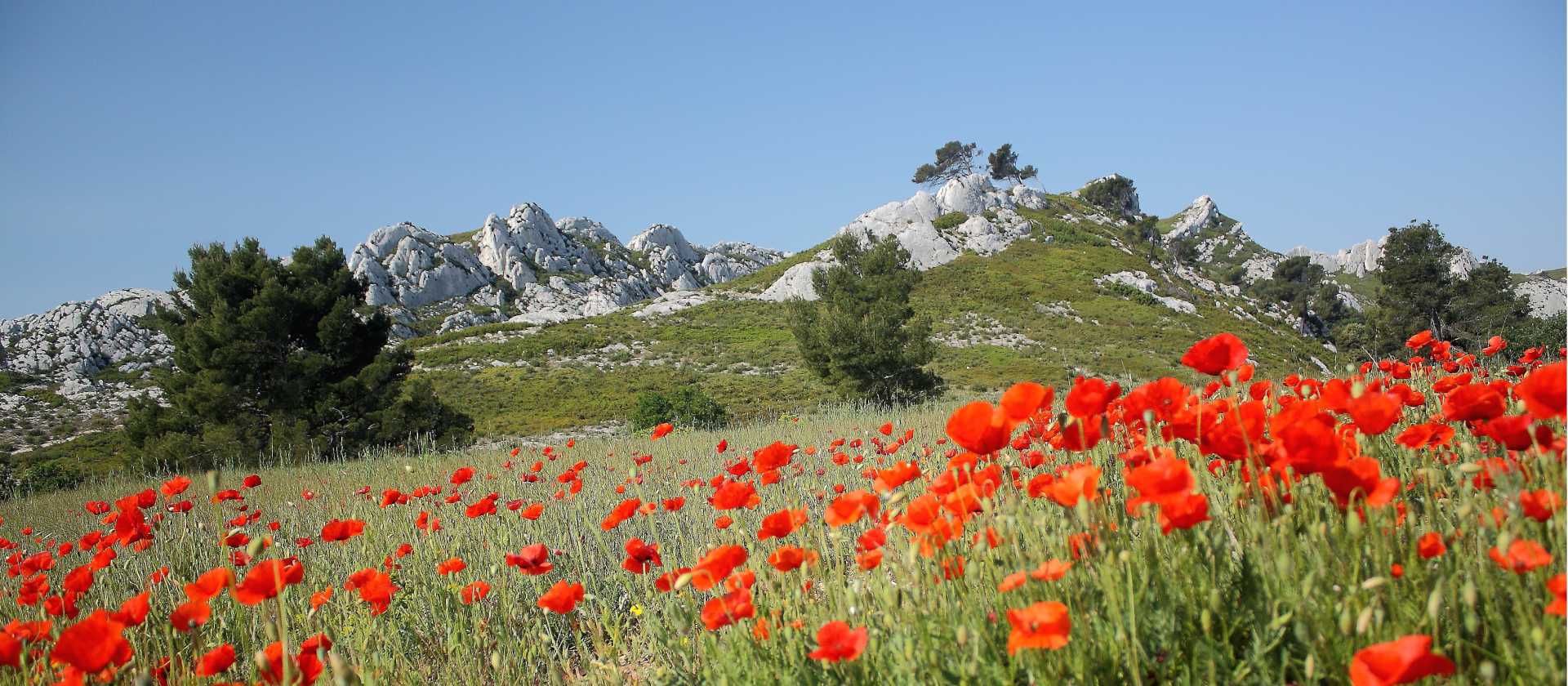 A field of poppies in the Provence Alpilles | Jean-Michel Sachot