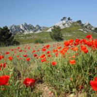 A field of poppies in the Provence Alpilles | Jean-Michel Sachot