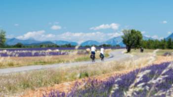 Cycle by gorgeous lavender fields in Provence