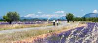 Cycle by gorgeous lavender fields in Provence