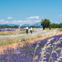 Cycle by gorgeous lavender fields in Provence