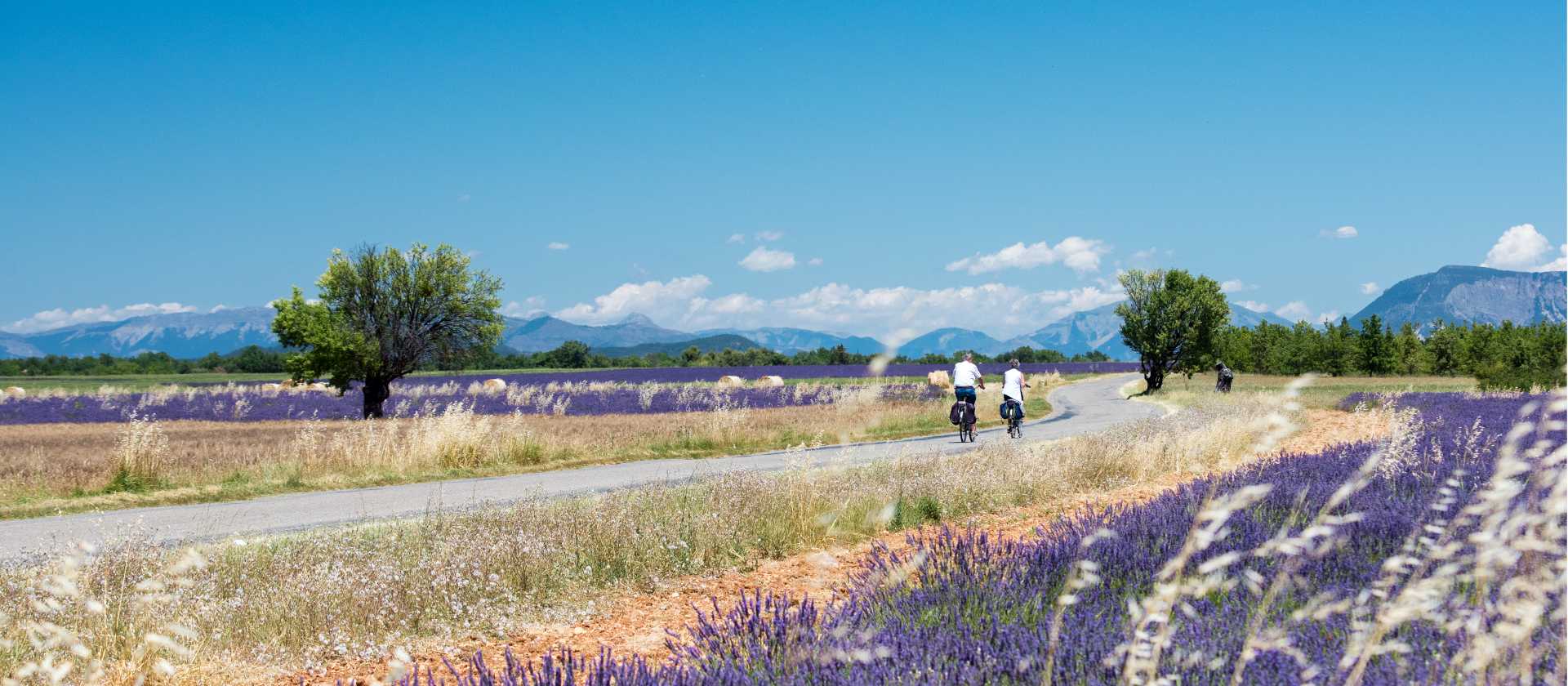 Cycle by gorgeous lavender fields in Provence