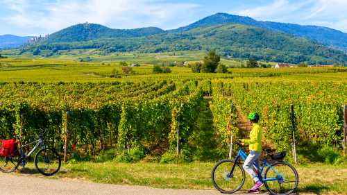 Exploring the Alsatian Wine Route in France