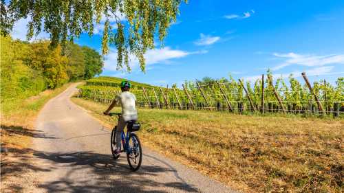 Cycling along the Alsatian Wine Route in France