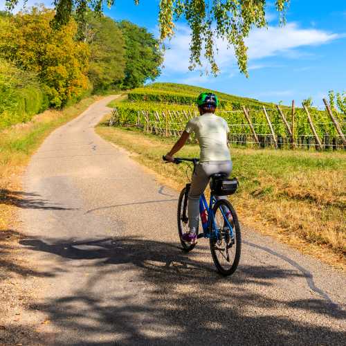 Cycling along the Alsatian Wine Route in France