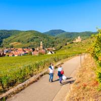 Walking the Alsatian Wine Route in France