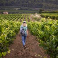 Roam through the vineyards of France