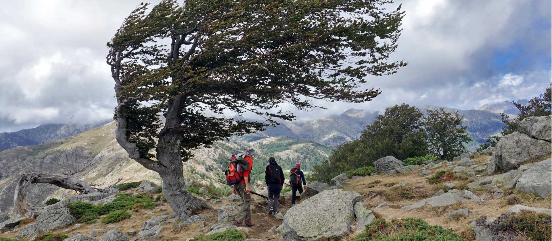 Famous windswept tree on the GR20 North