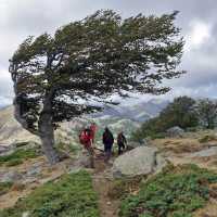 Famous windswept tree on the GR20 North