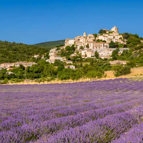 Lavender fields in Provence.