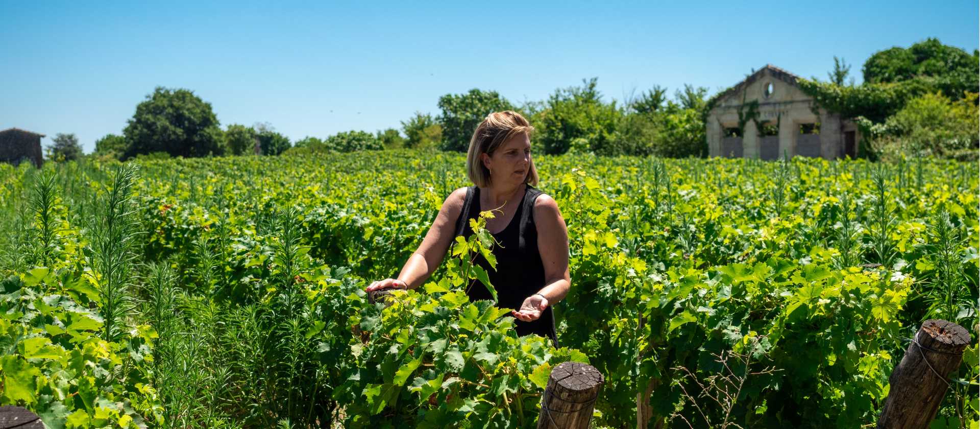 Walk among the vineyards of Bordeaux in France