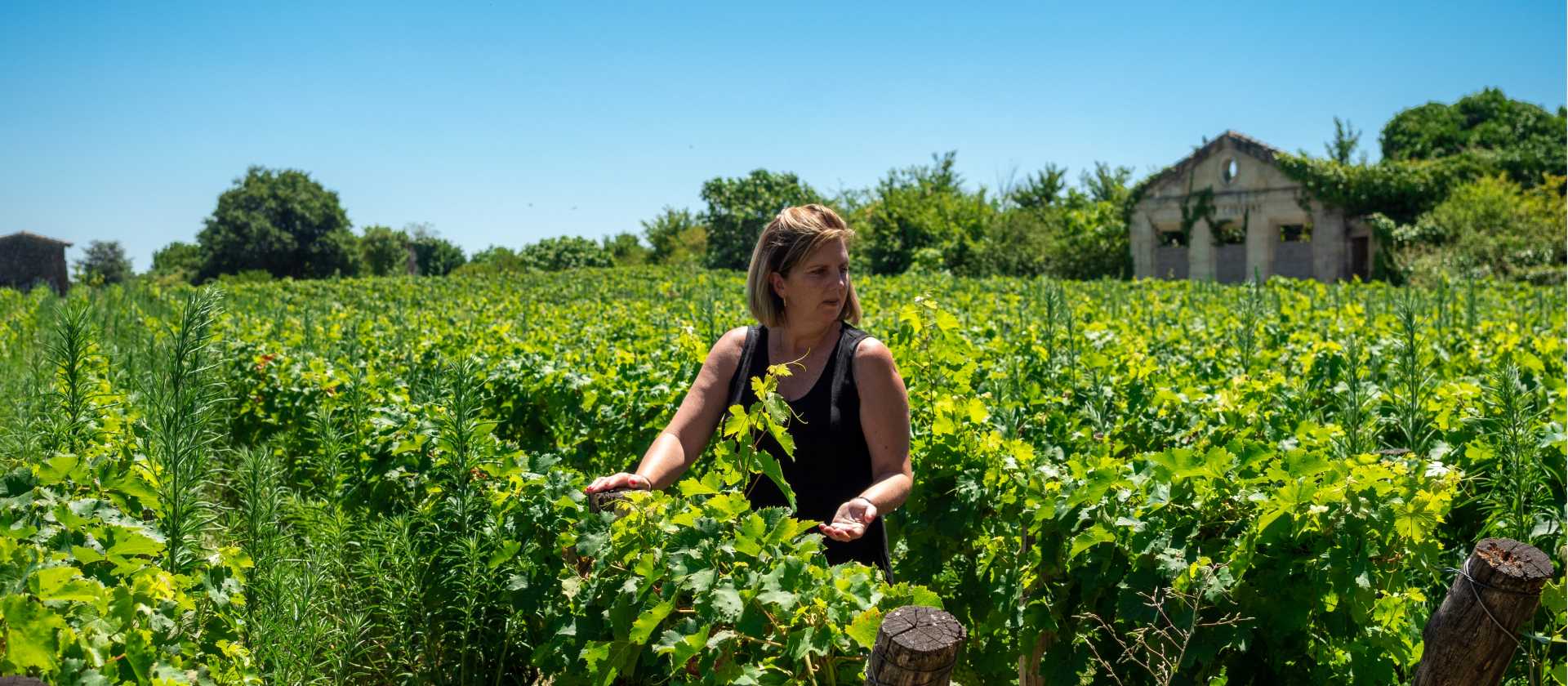 Walk among the vineyards of Bordeaux in France