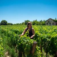 Walk among the vineyards of Bordeaux in France