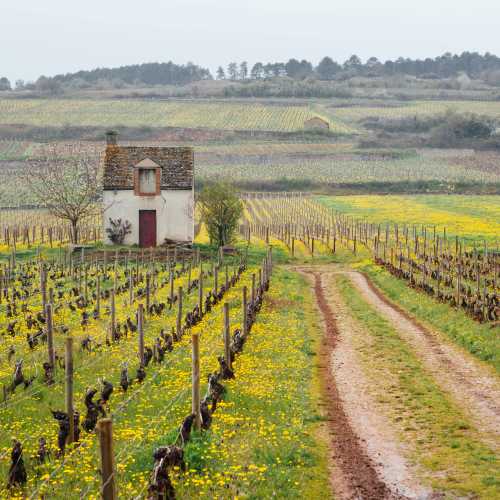 Organic vineyard in Burgundy, France.