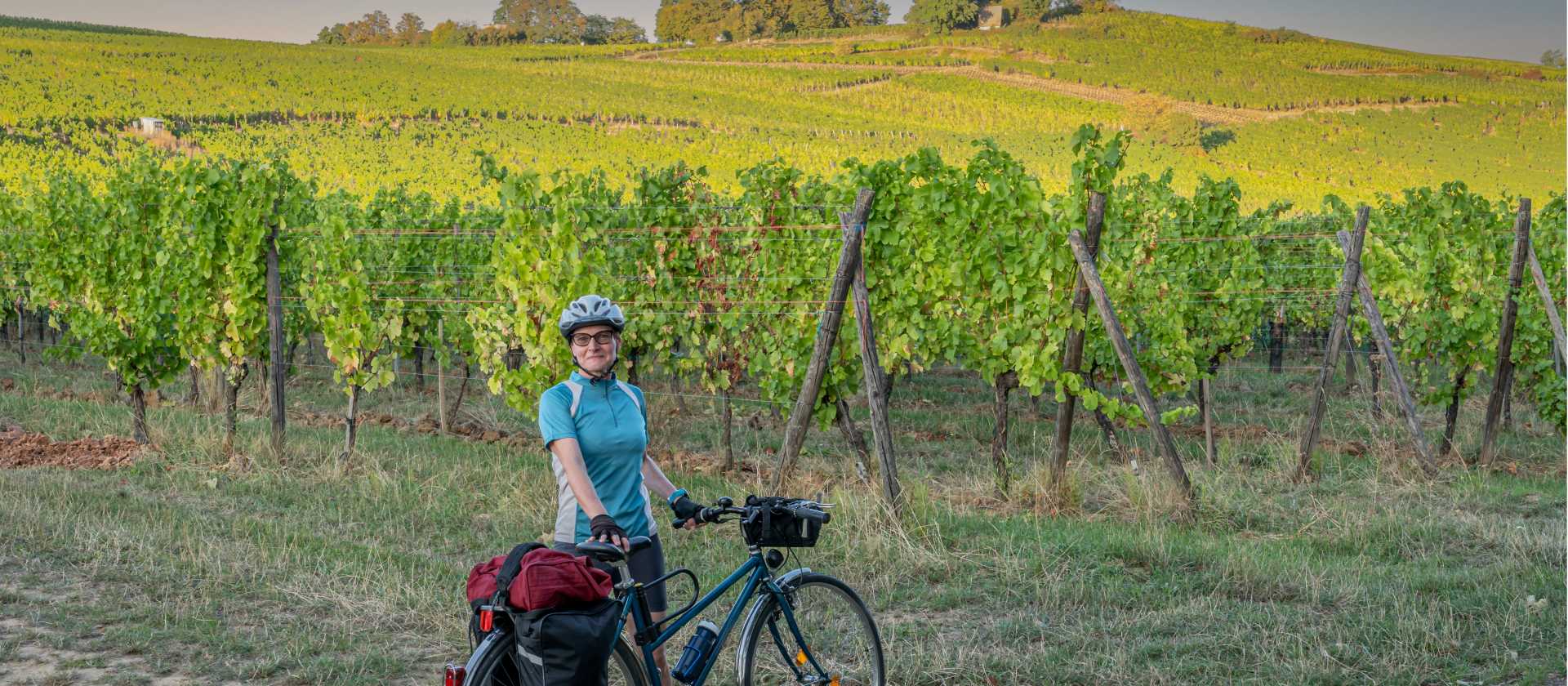 Cycle among the vineyards in Alsace