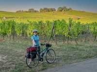 Cycle among the vineyards in Alsace