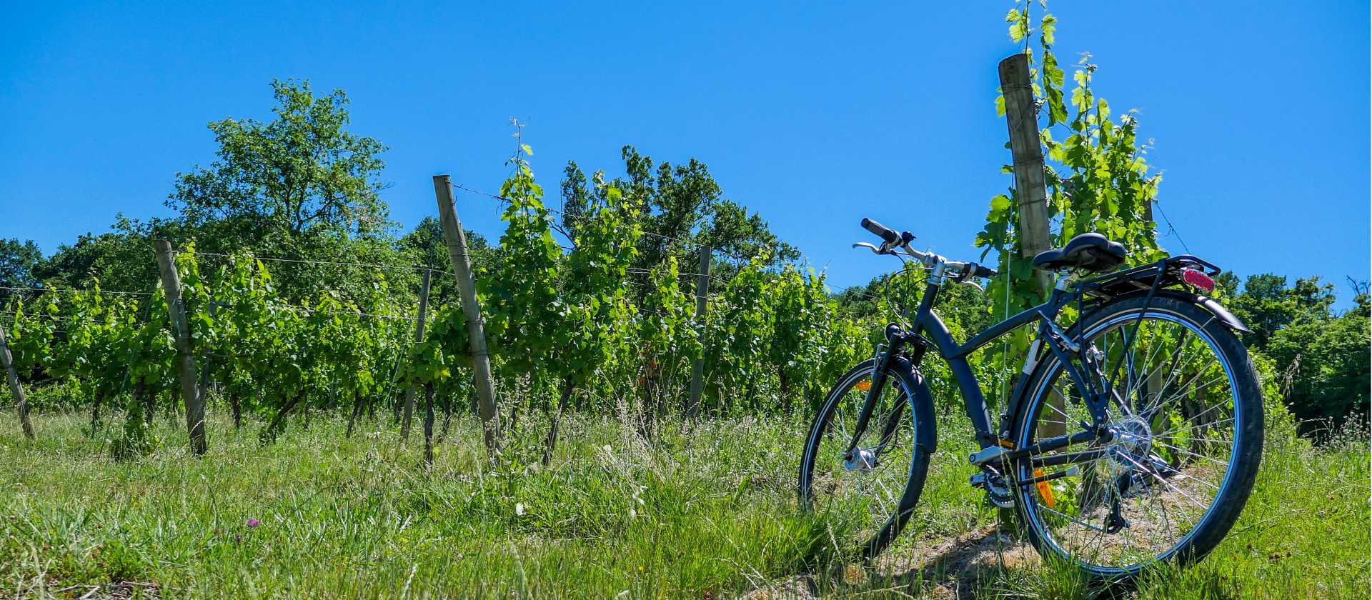 Cycle among the vineyards of Bordeaux in France
