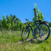 Cycle among the vineyards of Bordeaux in France
