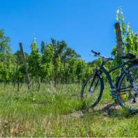 Cycle among the vineyards of Bordeaux in France
