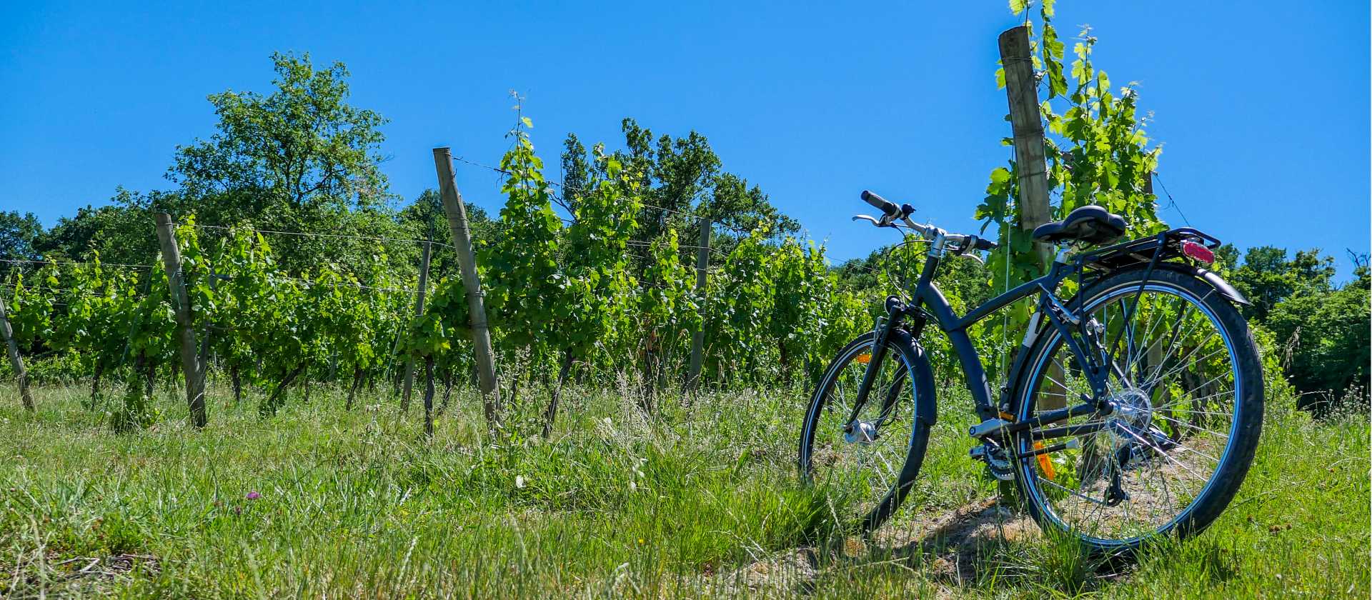 Cycle among the vineyards of Bordeaux in France