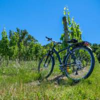 Cycle among the vineyards of Bordeaux in France