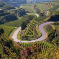 Vineyards near Breisgau alongside the Black Forest | Ernst Wrba