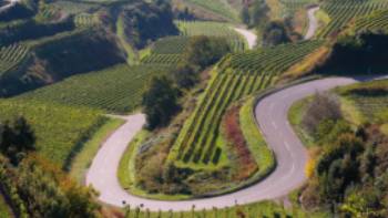 Vineyards near Breisgau alongside the Black Forest