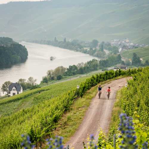 Ride through Germany's scenic wine regions along the Moselle River