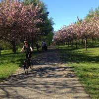 Blossoms in Bloom on the Berlin Wall Trail Cycle | Lizzie Enfield