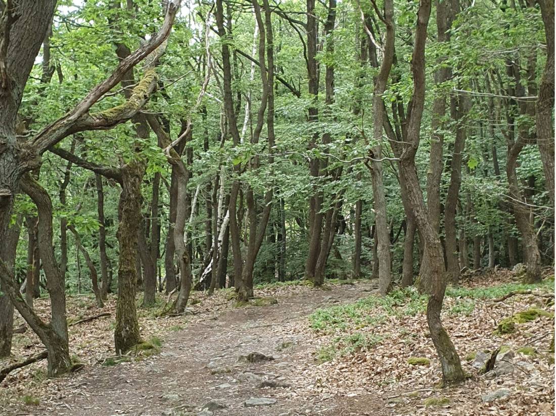 Exploring the Rhine Trail