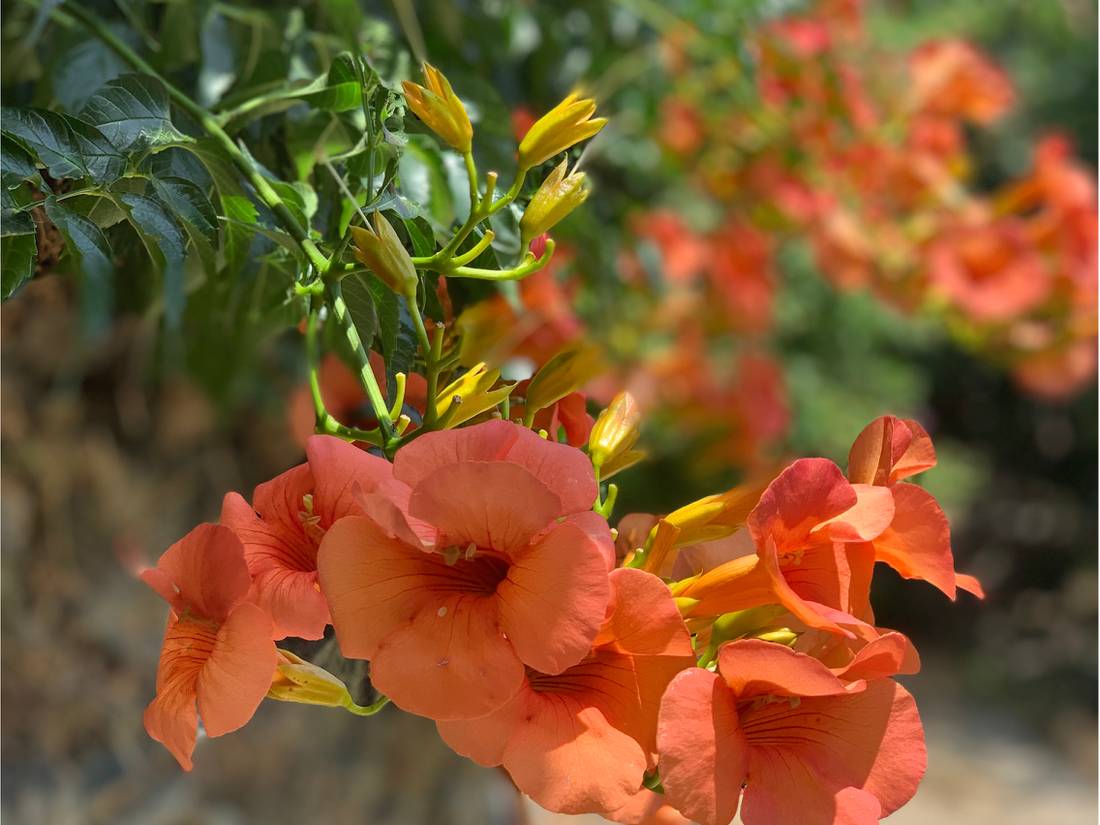 Your walks on Andros Island are given colour thanks to lots of different flora |  <i>Sarah Baxter</i>